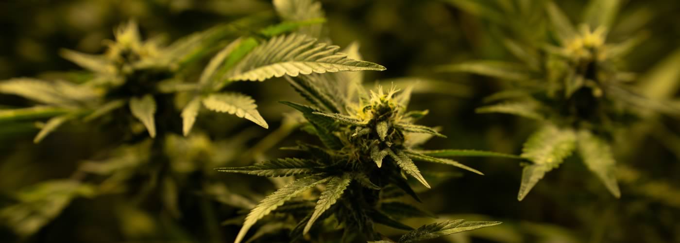 CBD Costa Brava - Preguntas frecuentes