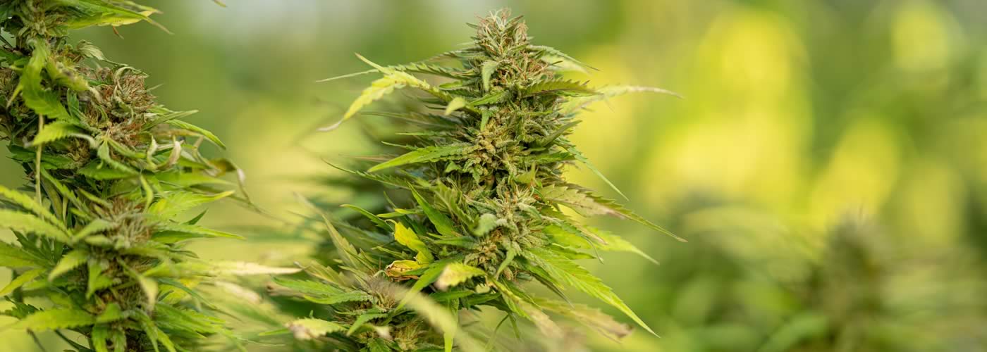 CBD Costa Brava - Textos legales